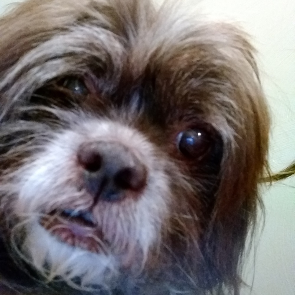 Meet your Posher, Rosemary